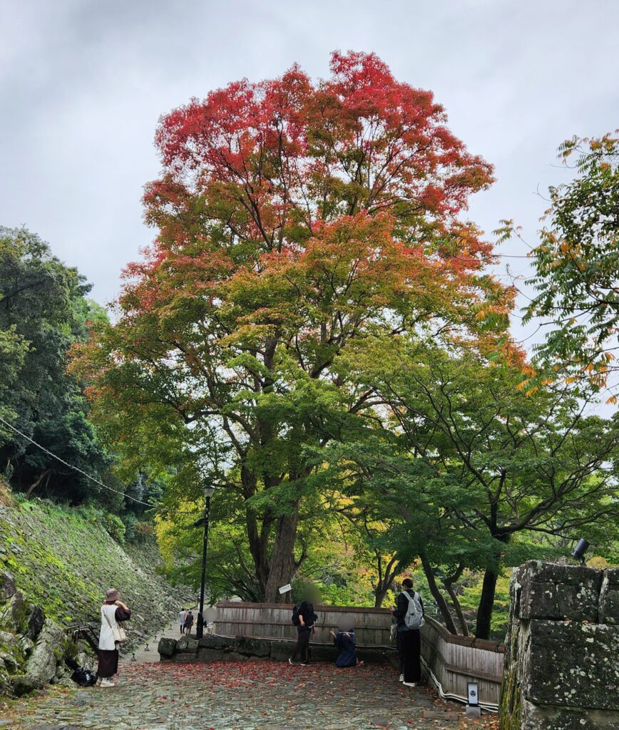 和歌山城　紅葉